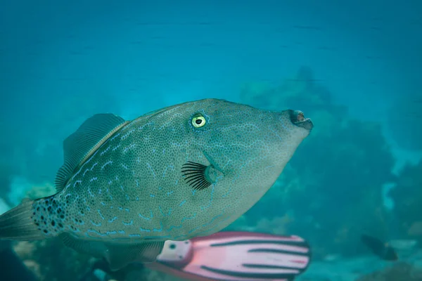 Fish Red Sea Scrawled Filefish — Stock Photo, Image