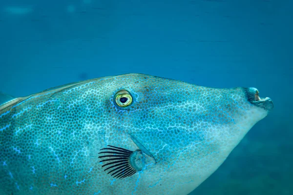 Fish Red Sea Scrawled Filefish — Stock Photo, Image