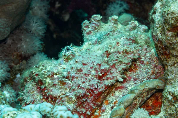 Fish Red Sea Stonefish — Stock Photo, Image