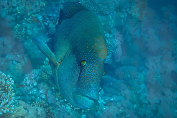 紅海の魚 ナポレオン魚 — ストック写真