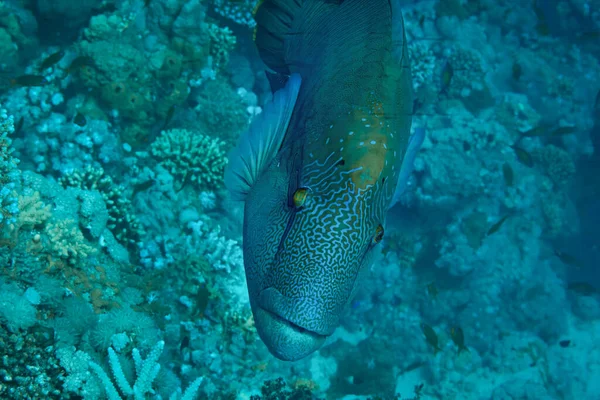 Fish Red Sea Napoleon Fish — Stock Photo, Image