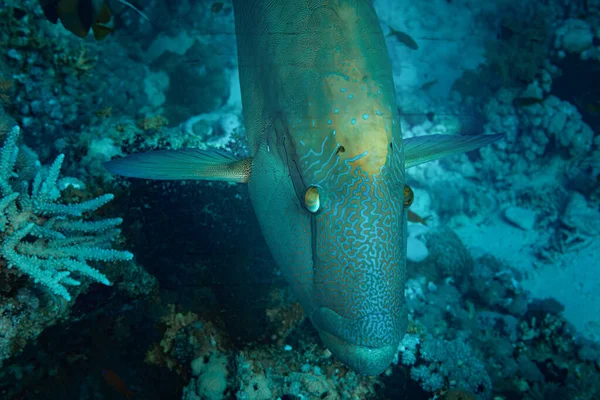 Fish Red Sea Napoleon Fish — Stock Photo, Image