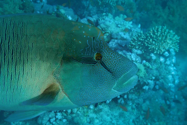 紅海の魚 ナポレオン魚 — ストック写真