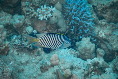 Kızıl Deniz Balığı. Cerrah balığı.
