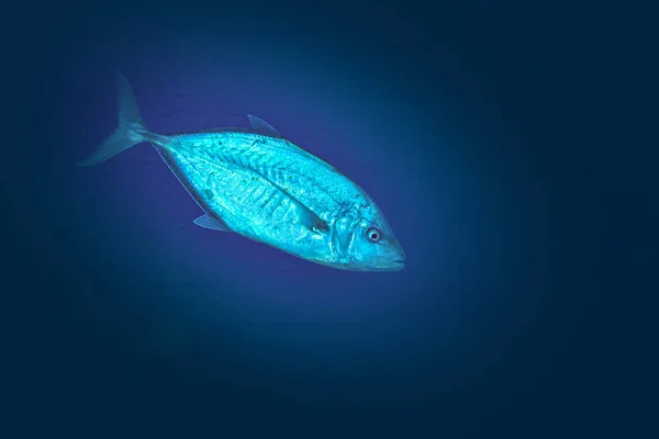 Рыба Красного Моря Желтохвостый Скад — стоковое фото