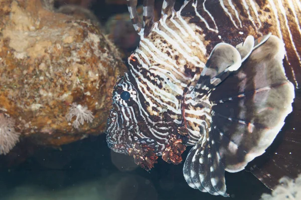 Fish Red Sea Butterfly Cod Red Sea Lionfish — Stock Photo, Image