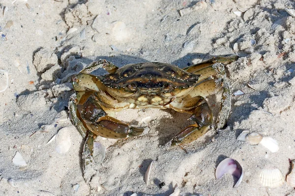 Krabbe auf dem Meeressand. — Stockfoto