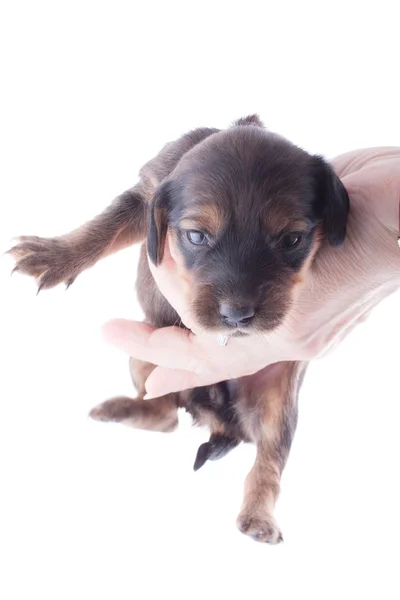 Dachshund puppy — Stock Photo, Image