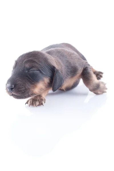 Anjing Dachshund — Stok Foto