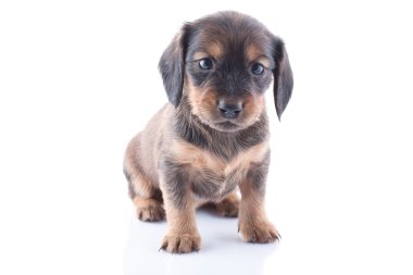 Köpek yavrusu