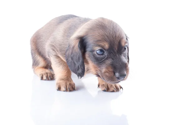 Cachorrinho — Fotografia de Stock