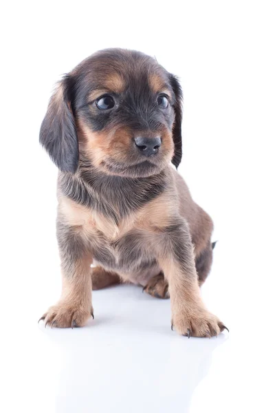 Cachorrinho — Fotografia de Stock