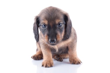 Köpek yavrusu
