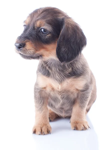 Puppy — Stockfoto