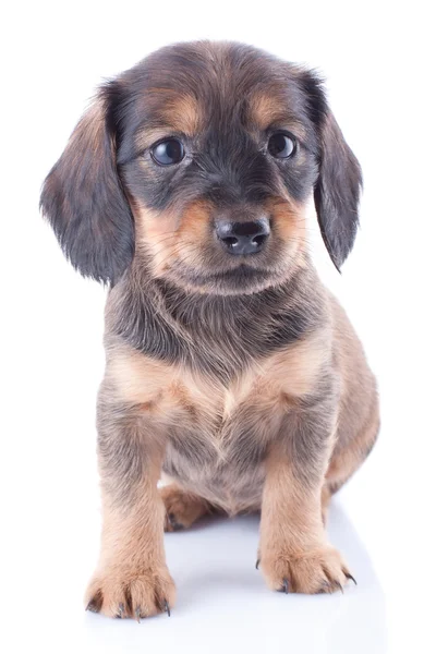 Cachorrinho — Fotografia de Stock