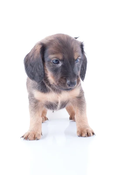 Cachorrinho — Fotografia de Stock