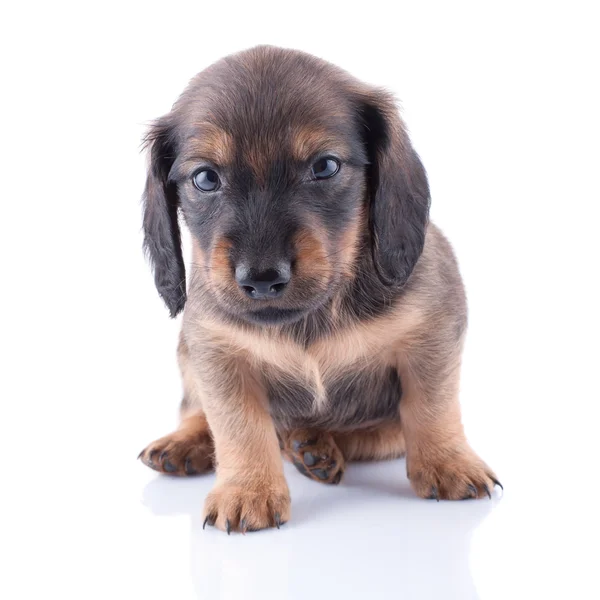 Cachorrinho — Fotografia de Stock