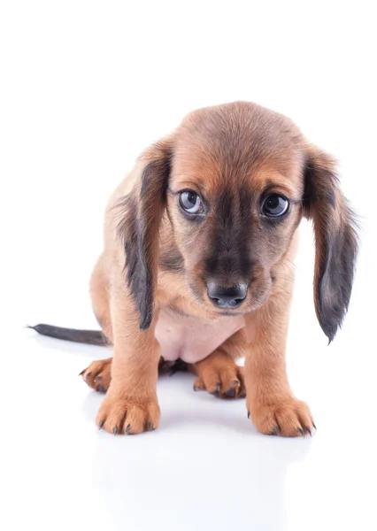 Cachorrinho — Fotografia de Stock