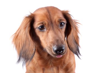 Dachshund