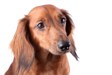 Dachshund