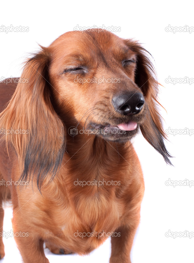 dachshund