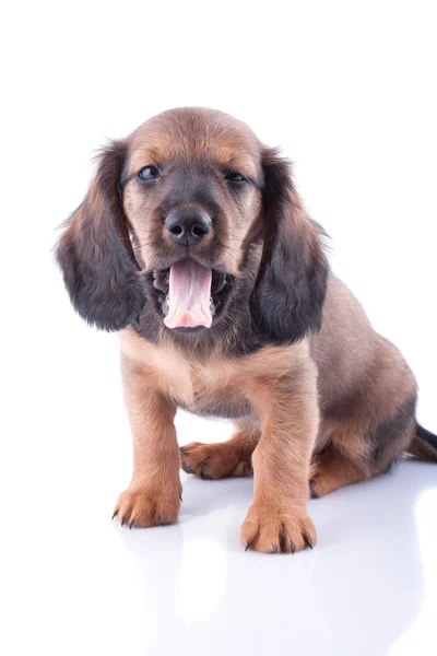 Cachorrinho — Fotografia de Stock