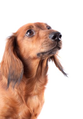 Dachshund