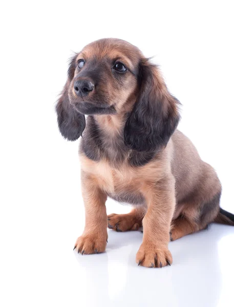 Cachorrinho — Fotografia de Stock