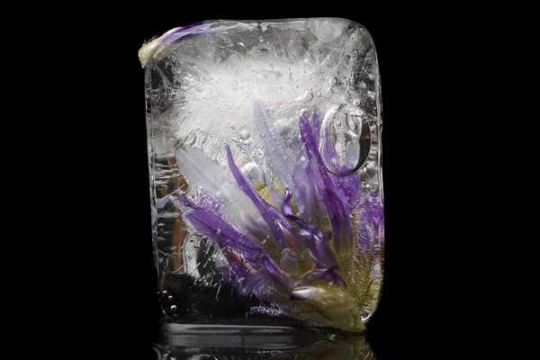 Ice flower — Stockfoto