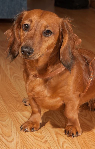 Dachshund. — Foto de Stock