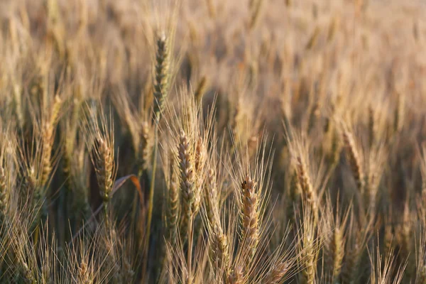 Wheat — Stock Photo, Image