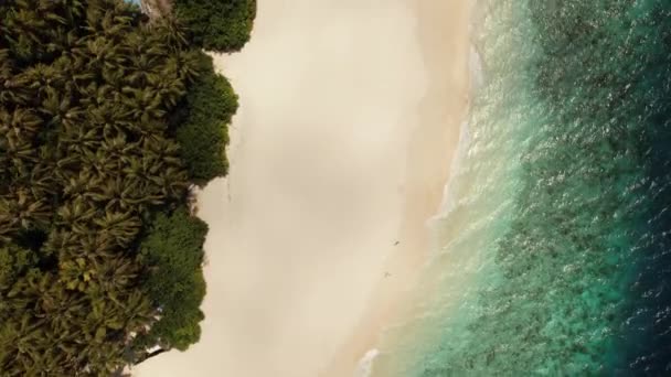 Top view over Maldives coast and Indian ocean, beach and palms — Video Stock