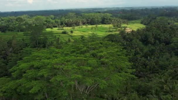 Antenninäköala, drone lentää oikealla puolella maatalouden paddy- riisipelloilla viljelyyn ja maatalousmaan, viljely riisikasveja, Bali. — kuvapankkivideo