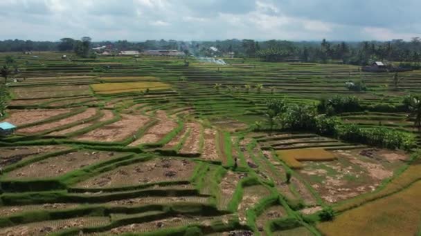 Hava görüşü, tarımın ilerleyen insansız hava aracı çeltik pirinç tarlalarında tarım ve tarım arazileri, pirinç bitkileri, Bali. — Stok video