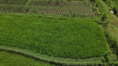 Hava görüşü, tarımın ilerleyen insansız hava aracı çeltik pirinç tarlalarında tarım ve tarım arazileri, pirinç bitkileri, Bali.
