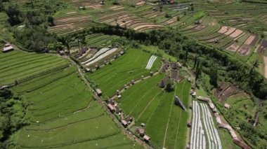 Hava görüşü, tarımın ilerleyen insansız hava aracı çeltik pirinç tarlalarında tarım ve tarım arazileri, pirinç bitkileri, Bali.