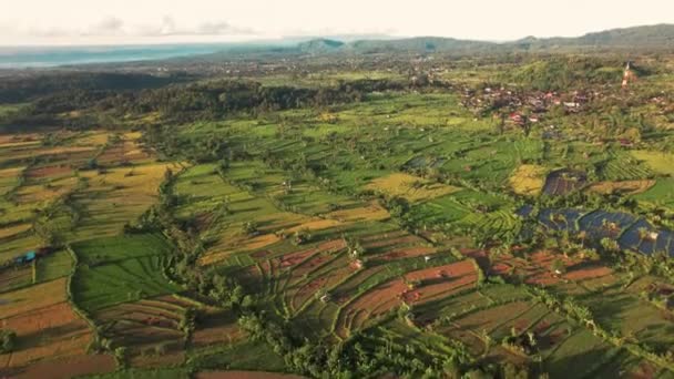 Letecký pohled, dron letící před zemědělstvím na rýžových polích pro obdělávání a zemědělskou půdu, pěstování rýžových rostlin, Bali. — Stock video
