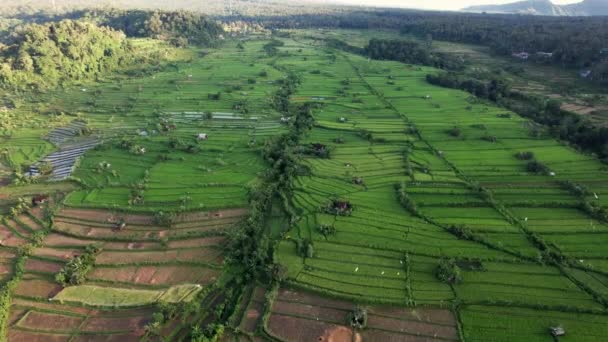 Vista aérea, drone voando para a frente da agricultura em arrozais para cultivo e terras agrícolas, plantas de arroz em crescimento, Bali. — Vídeo de Stock
