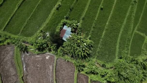 Hava manzarası, tarımda ileriye doğru uçan insansız hava aracı çeltik pirinç tarlalarında tarım ve tarım arazileri, pirinç yetiştirme tesisleri, Bali. — Stok video