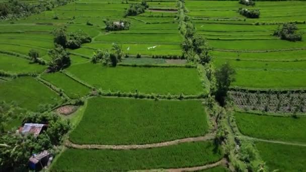空中からの眺め、耕作と農地のための水田での農業の飛行ドローン、成長する米工場、バリ. — ストック動画