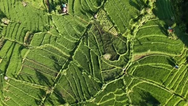 Aerial top view, landing zoom in drone shot of agriculture in paddy rice fields for cultivation and agricultural land, growing rice plants, Bali. — Stock Video