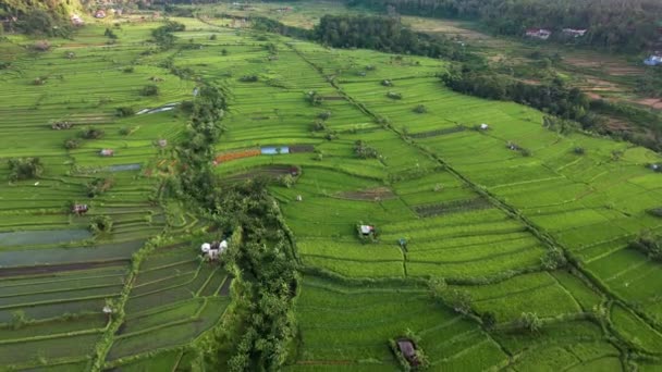 Vista aérea, drone voando para a frente da agricultura em arrozais para cultivo e terras agrícolas, plantas de arroz em crescimento, Bali. — Vídeo de Stock