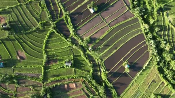 Flygfoto ovanifrån, drönare flyger framför jordbruket i paddyris fält för odling och jordbruksmark, odla risväxter, Bali. — Stockvideo