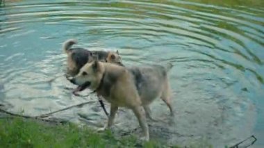 Köpekler gölden su içiyor, gerçek zamanlı çekim yapıyorlar.