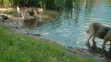 Köpekler gölden yürüyüp içiyorlar, gerçek zamanlı çekim yapıyorlar.