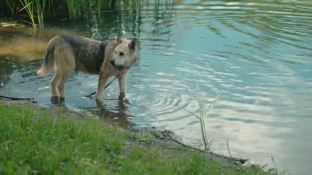 Cão Está Bebendo Lago Close Tiro Tempo Real — Vídeo de Stock