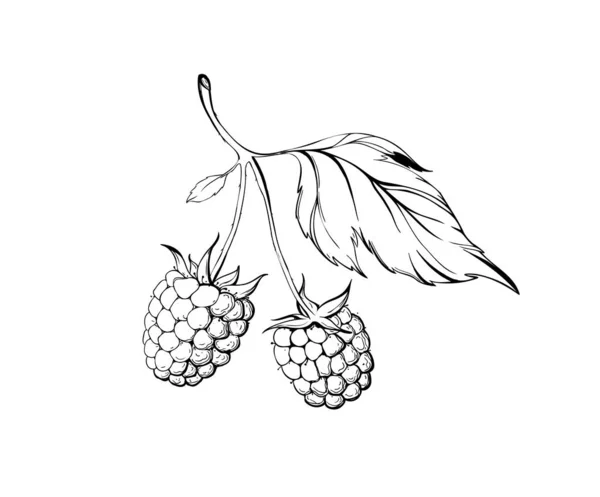 Raspberry Forest Berries Hand Drawn Sketch Black Ink — Vetor de Stock