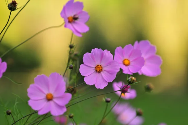 Cosmos Flower — Stock Photo, Image