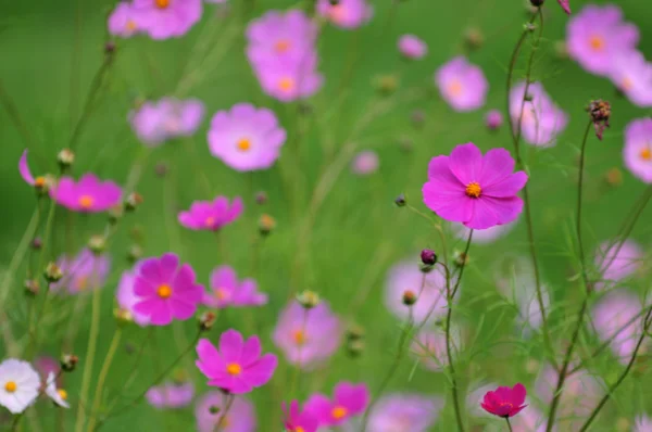 코스모스의 정원 — 스톡 사진