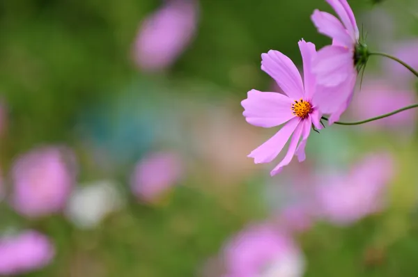 Nature Cosmos — Stock Photo, Image